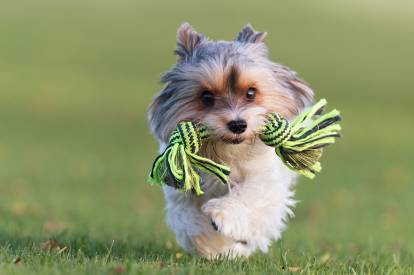 Un Yorkshire Terrier courant avec une corde entre les dents
