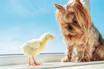 Un Yorkshire Terrier assis devant un poussin