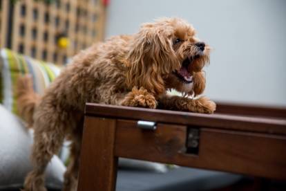 Un Yorkshire Terrier en train d'aboyer et avec ses pattes avant posées sur une table