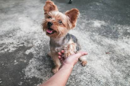 Un Yorkshire Terrier assis dans l'eau et en train de donner la patte