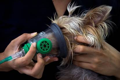 Un Yorkshire Terrier avec un masque à oxygène