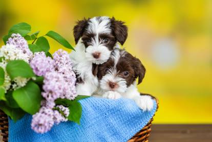 Deux Yorkshire Terriers dans un panier avec un bouquet de fleurs