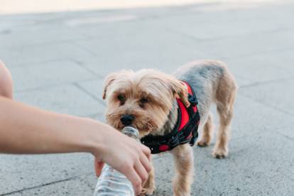 Un Yorkshire Terrier en train de boire de l'eau dans une bouteille