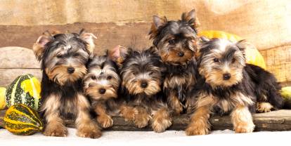 Une portée de chiots Yorkshire Terriers alignés les uns à côté des autres