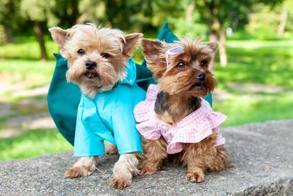 Un Yorkshire Terrier avec un blouson bleu assis à côté d'un autre Yorkshire portant une robe rose