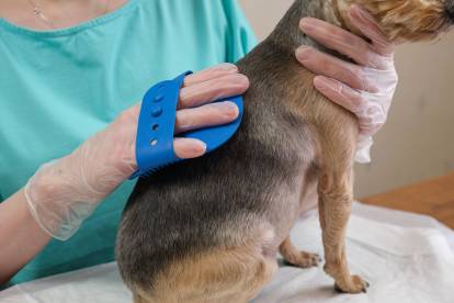 Un Yorkshire Terrier en train de se faire brosser le poils