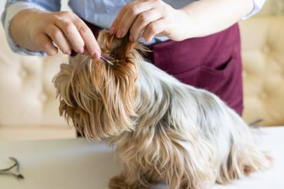 Une femme en train d'entretenir les oreilles d'un Yorkshire Terrier 