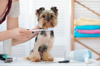 Une femme brossant les dents d'un Yorkshire Terrier