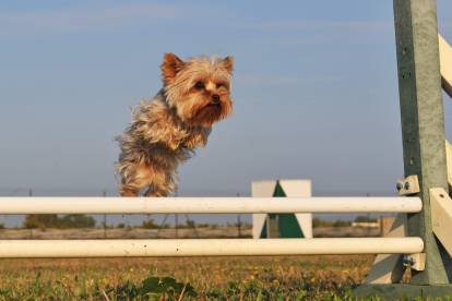 Un Yorkshire Terrier sautant au-dessus d'une barrière