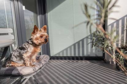 Un Yorkshire Terrier assis sur une chaise, sur le perron d'une maison