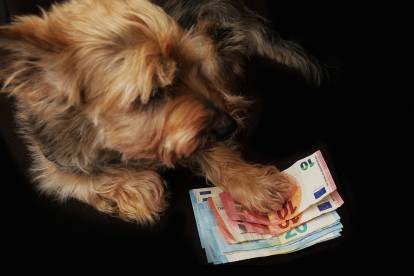Un Yorkshire Terrier mettant la patte sur des billets de banque