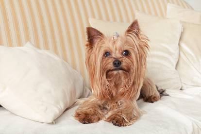 Un Yorkshire Terrier installé sur un canapé et entouré de coussins