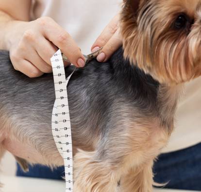 Un Yorkshire Terrier en train d'être mesuré