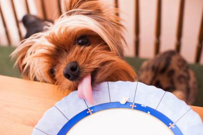 Un Yorkshire Terrier en train de lécher les restes d'une assiette