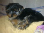 Kirya - Yorkshire Terrier Femelle (1 an)