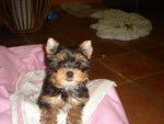 stitch - Yorkshire Terrier Mâle (11 mois)