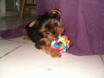 Lilly - Yorkshire Terrier Femelle (3 mois)
