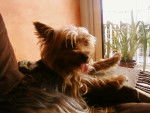 Prune - Yorkshire Terrier Femelle (5 ans)