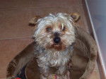 Snoopy - Yorkshire Terrier Mâle (8 ans)