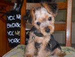 holby - Yorkshire Terrier Mâle (3 mois)