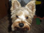 Hippy - Yorkshire Terrier Mâle (4 ans)