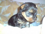 dayson - Yorkshire Terrier Mâle (2 mois)