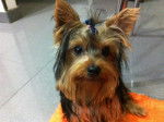 INDIO - Yorkshire Terrier Mâle (11 mois)