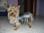 Nora - Yorkshire Terrier Femelle (2 ans)