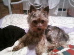 banjo - Yorkshire Terrier Mâle (4 ans)