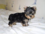 Floki - Yorkshire Terrier Mâle (2 ans)