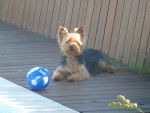 Farrusco - Yorkshire Terrier Mâle (5 ans)