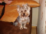 Maja - Yorkshire Terrier Femelle (3 ans)