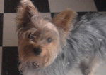 Princesse - Yorkshire Terrier Femelle (1 an)
