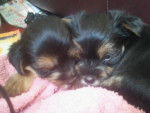 soled pup - Yorkshire Terrier Mâle (1 mois)