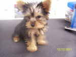 puppy - Yorkshire Terrier Mâle (1 mois)