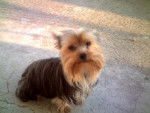 farwest - Yorkshire Terrier Mâle (1 an)