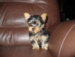 Coco - Yorkshire Terrier Mâle