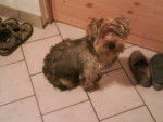 snoopy - Yorkshire Terrier Mâle (10 mois)