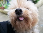 Lulu - Yorkshire Terrier Femelle (11 ans)