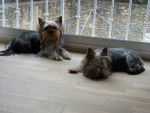 Gibson et Ginie - Yorkshire Terrier (1 an)