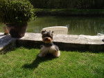 Cachou - Yorkshire Terrier Mâle (5 ans)