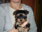 Mon pépère après sa naissance (8h) - Yorkshire Terrier Mâle (5 ans)