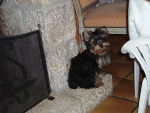 Cachou et la cheminer - Yorkshire Terrier Mâle (5 ans)