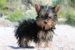 lady - Yorkshire Terrier Femelle (11 mois)