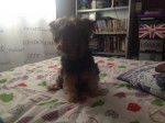 Loli - Yorkshire Terrier Femelle (6 ans)