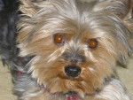 Myosotis - Yorkshire Terrier Mâle (13 ans)