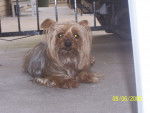 Mélody - Yorkshire Terrier Femelle (13 ans)