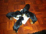 New Puppies - Yorkshire Terrier