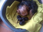 Cookie & New Puppies - Yorkshire Terrier