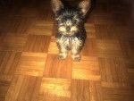 New Puppies - Yorkshire Terrier